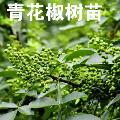 九叶青花椒树苗盆栽地栽可食用青花椒苗南北方种植当年结果花椒苗