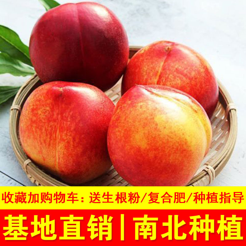 世纪之星油桃苗特大果油桃苗单果390克 极早熟南北方种植当年结果