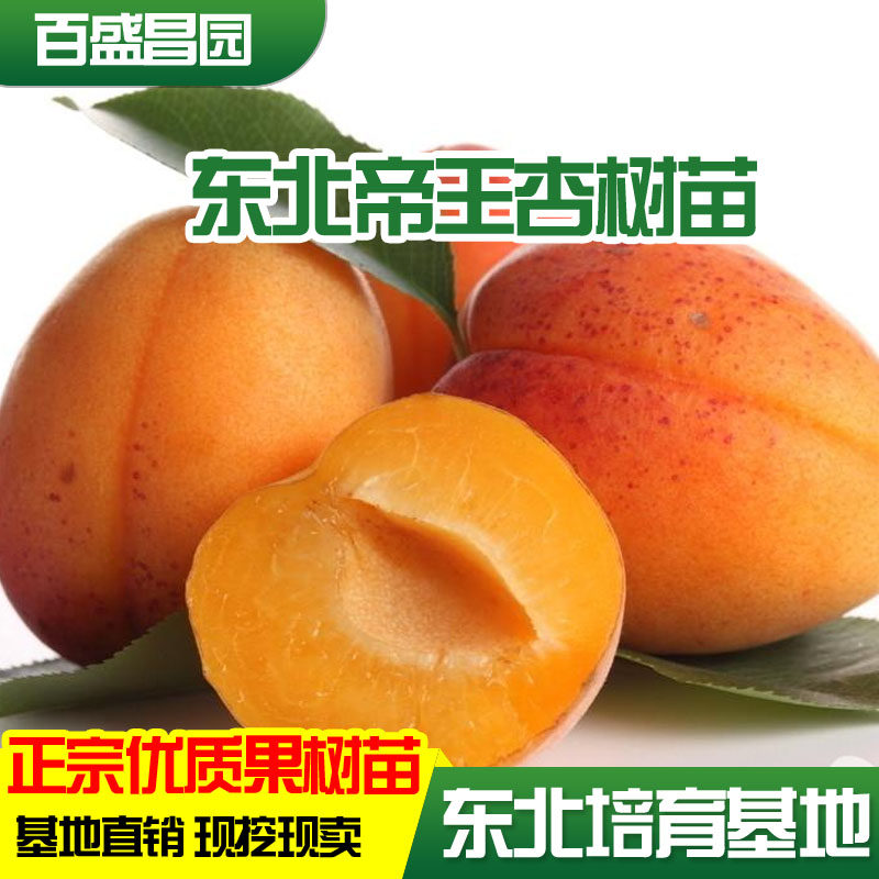 东北帝王杏树苗嫁接苗盆栽地栽帝王杏南北方种植耐寒品种当年结果