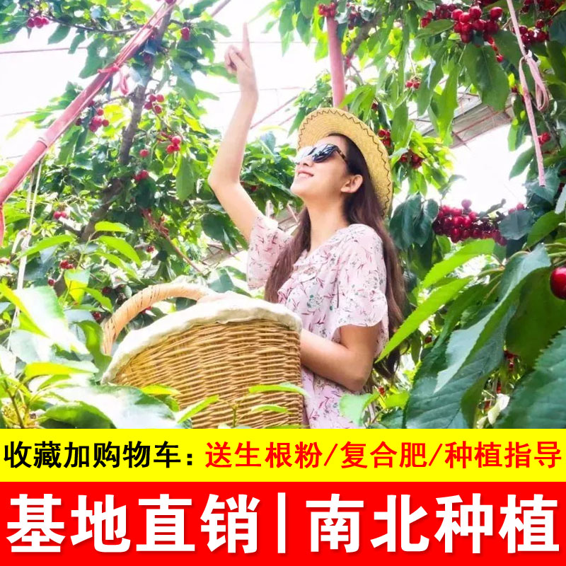 嫁接大樱桃车厘子树苗南北方种植