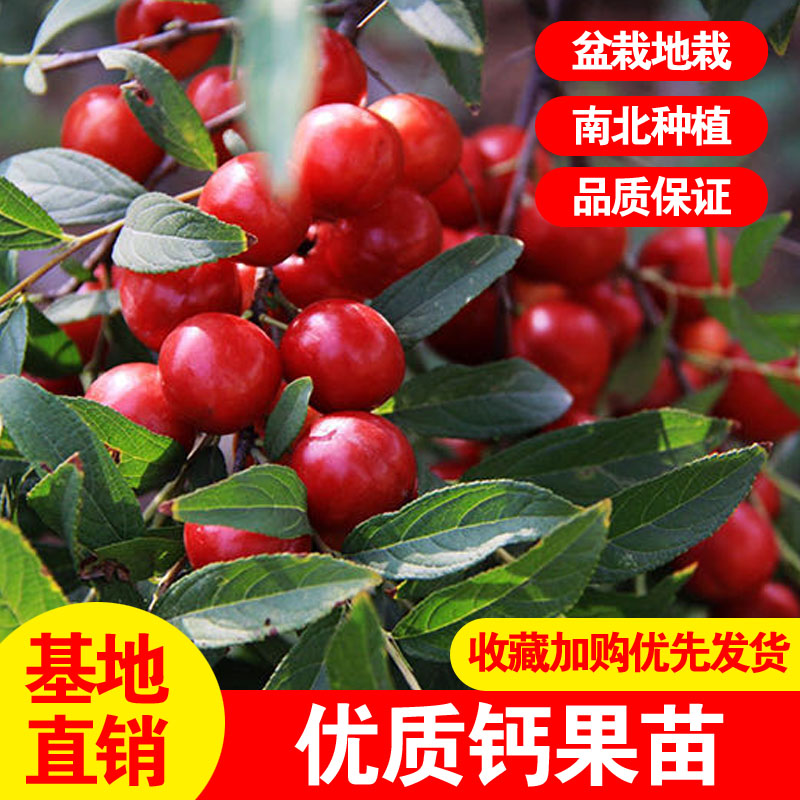 钙果苗南北方种植农大中华钙果苗树苗钙果欧李名贵东北耐寒果树苗