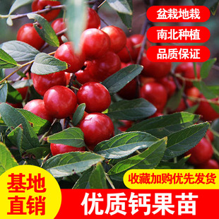 钙果苗南北方种植农大中华钙果苗树苗钙果欧李名贵东北耐寒果树苗