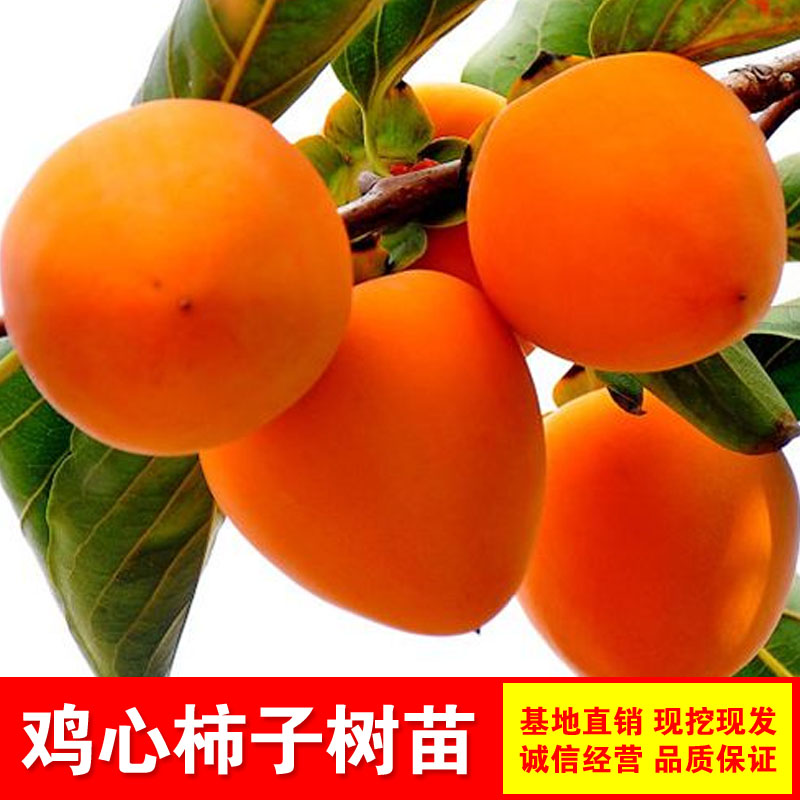 鸡心柿树苗硬脆甜柿子鸡心柿子长柿子苗无核甜柿子嫁接果树脆柿苗