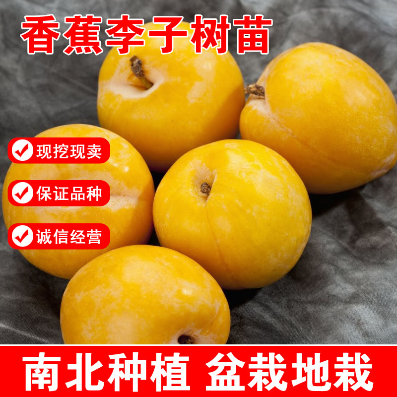 香蕉李子树苗嫁接李子苗盆栽地栽香蕉李子品种南北方种植结果李苗