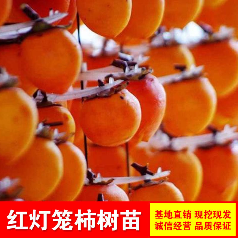 红灯笼柿子树苗细软多汁嫁接抗寒柿子果树苗南方北方种植当年结果
