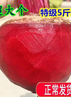 2025五斤装特级有机肥种植农产新鲜甜菜根紫菜头榨汁甜菜头红菜头
