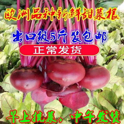 2025欧洲品种有机肥新鲜红甜菜根甜菜头紫蔬菜酵素农产品5斤包邮