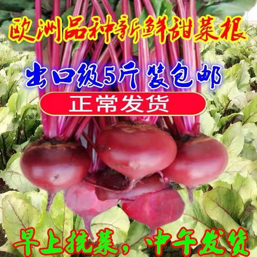 2026欧洲品种有机肥新鲜红甜菜根甜菜头紫蔬菜酵素农产品5斤包邮 - 封面