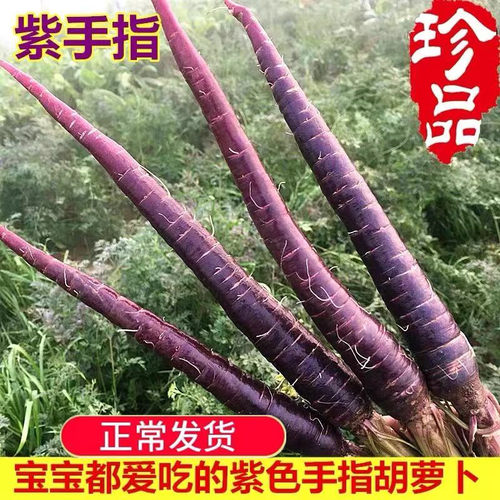 水果萝卜紫色多少钱 水果萝卜紫色价格 小麦优选 水果萝卜紫色多少钱 水果萝卜紫色价格 小麦优选