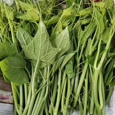 龙须菜尖新鲜瓜尖贵州捧瓜尖