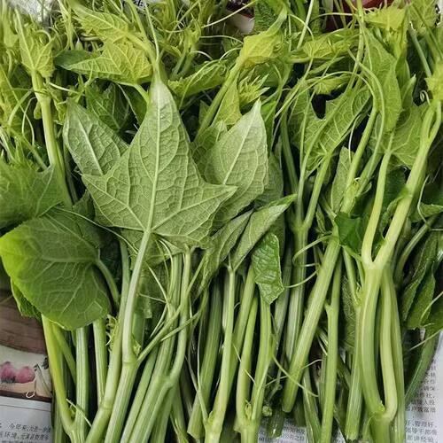 龙须菜尖新鲜瓜尖贵州捧瓜尖