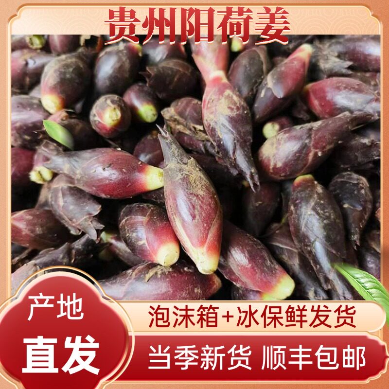 贵州阳荷新鲜野生茗荷洋火洋河姜现摘洋姜阳霍时令蔬菜顺丰速发
