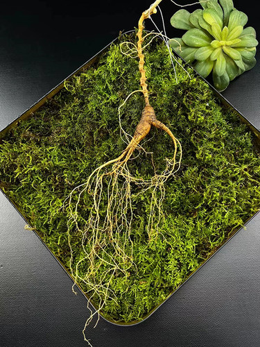 人参鲜长白山野山参男人男性肾