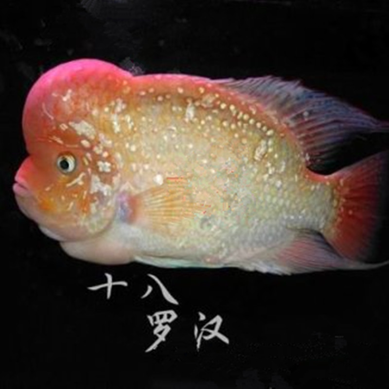 麒麟罗汉十八罗汉 热带中大型观赏鱼风水鱼混养鱼 慈鲷麒麟鹦鹉鱼