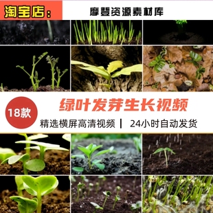 绿色幼苗嫩苗种子发芽植物快速生长延时从土壤破土而出短视频素材