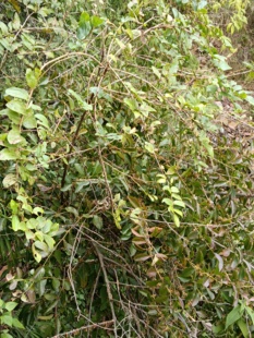 云南正宗深山密林深处新鲜现采马桑树寄生草