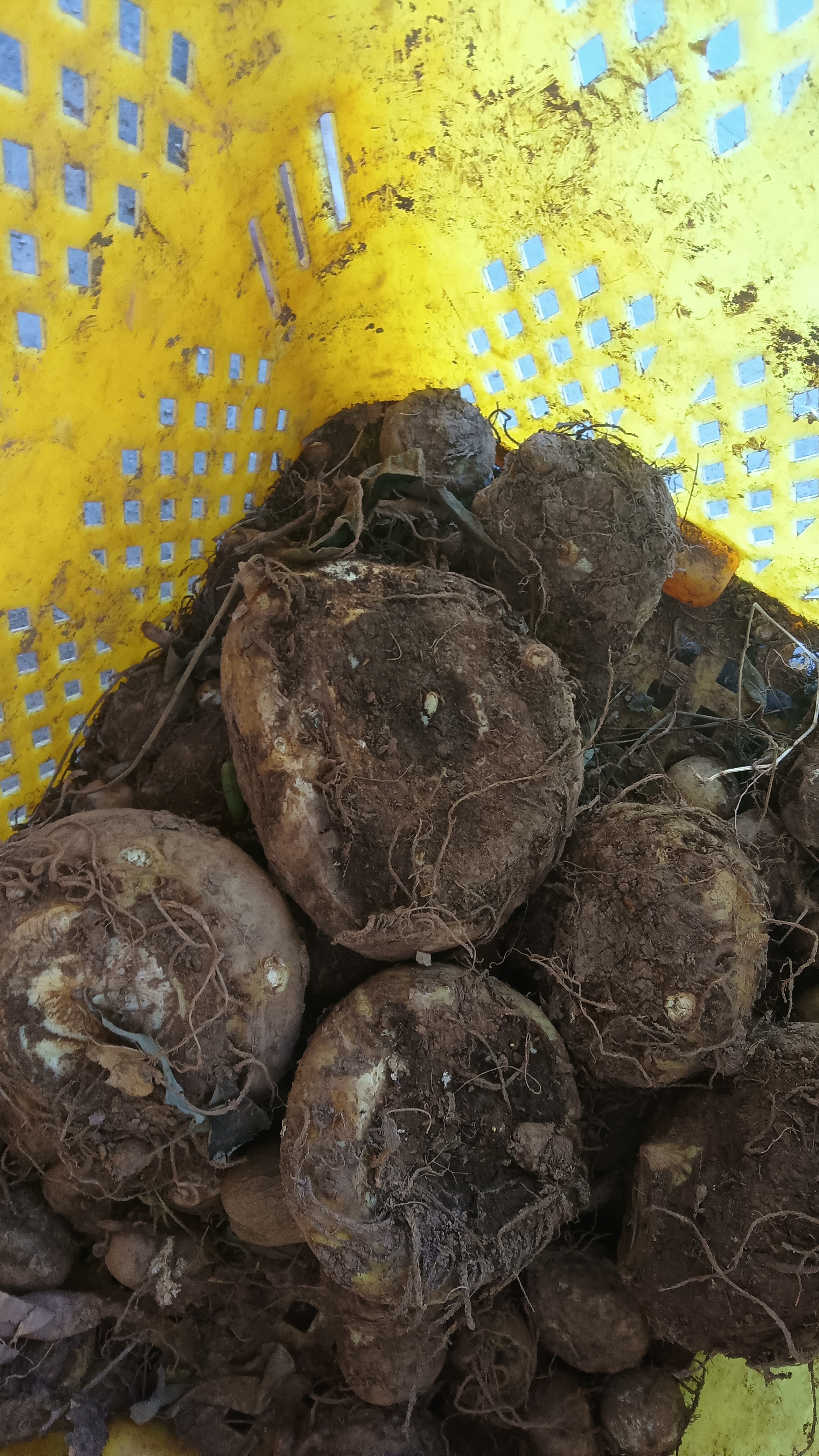 云南山货新鲜天南星一把伞绿植天南星包谷老蛇 蛇放梗