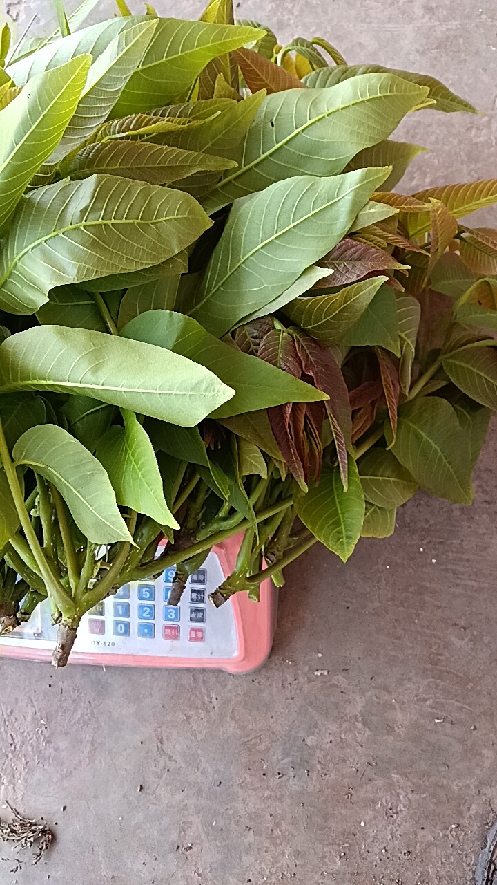 云南新鲜核桃叶深山老树天然核桃叶现采当季青核桃叶子树枝清香图片