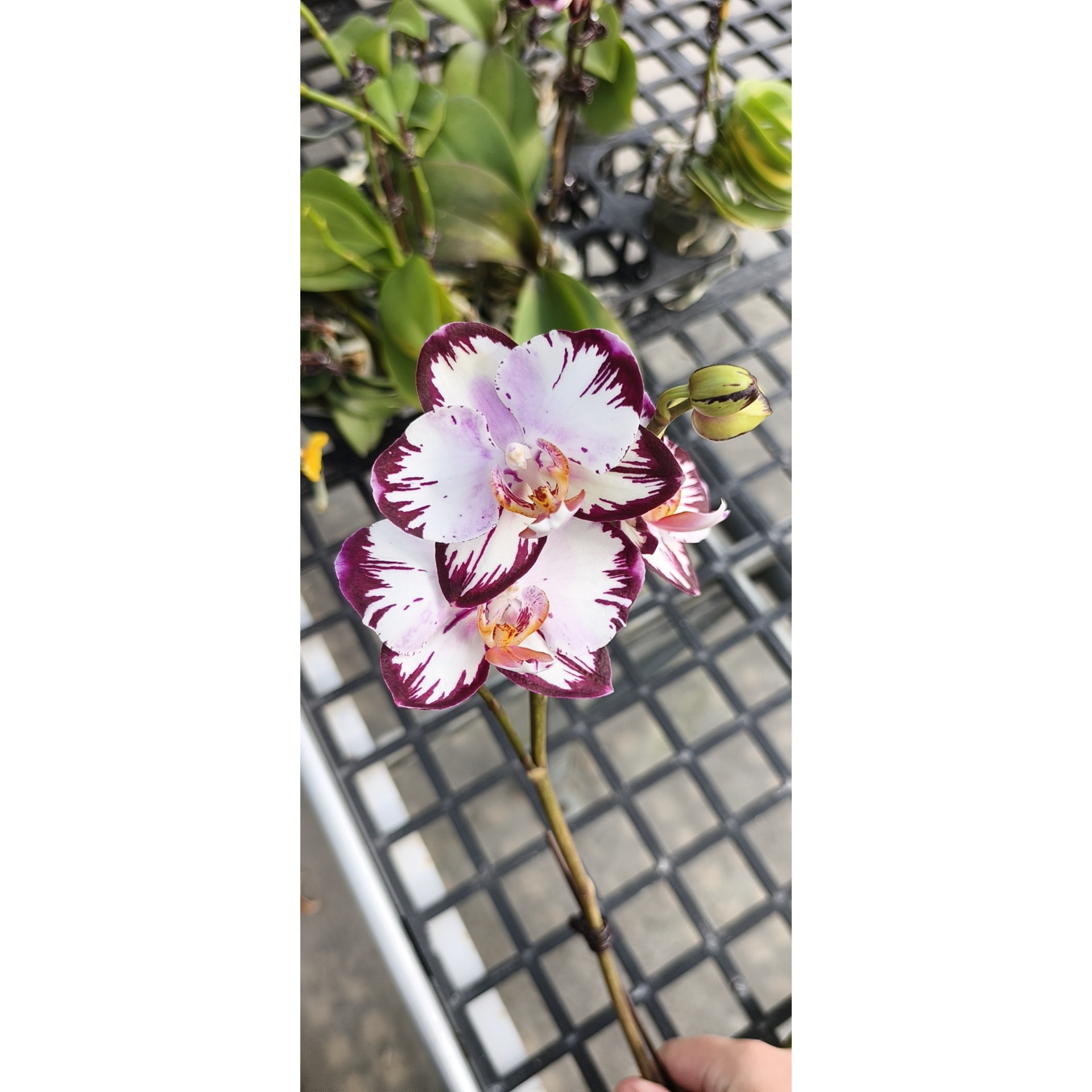 蝴蝶兰中花商品兰——哈根达斯/哈宝2.8根少未抽梗苗图片