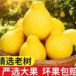 广西正宗容县沙田柚新鲜特产当季时令孕妇白肉纯甜柚子水果包邮
