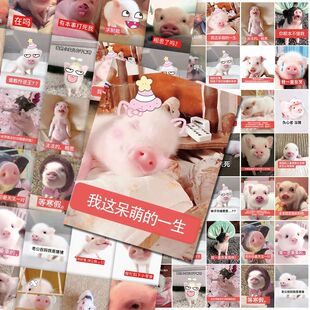 216张可爱小香猪刻薄表情包贴纸小香猪搞笑沙雕趣味手账本diy装饰