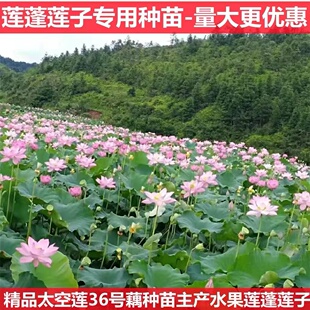 太空36号莲种藕芽苗 高产莲子蓬专用 江西广昌红白荷花观赏景观湘