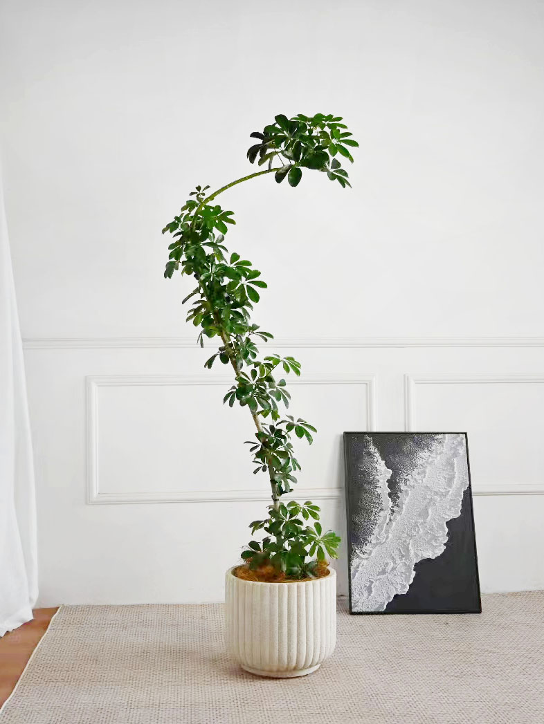 造型鸭脚木鹅掌柴绿植盆栽室内客厅办公室落地大植物招财新房耐阴