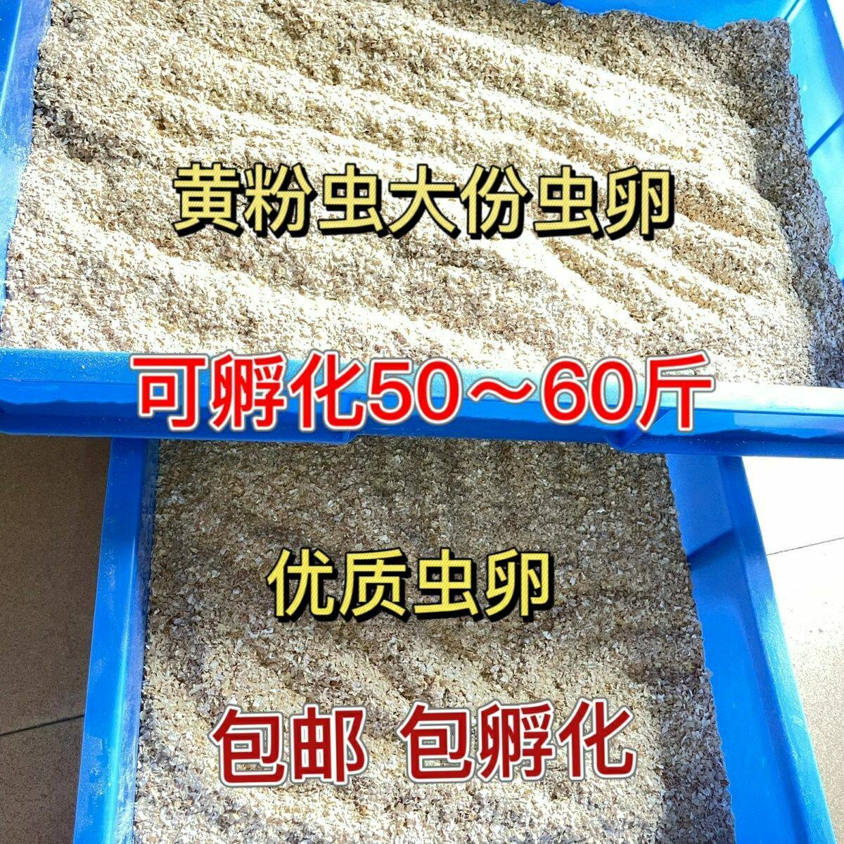山东面包虫批发黄粉虫卵活体幼虫金龙鱼蝎子开口虫养殖鸟食饲料