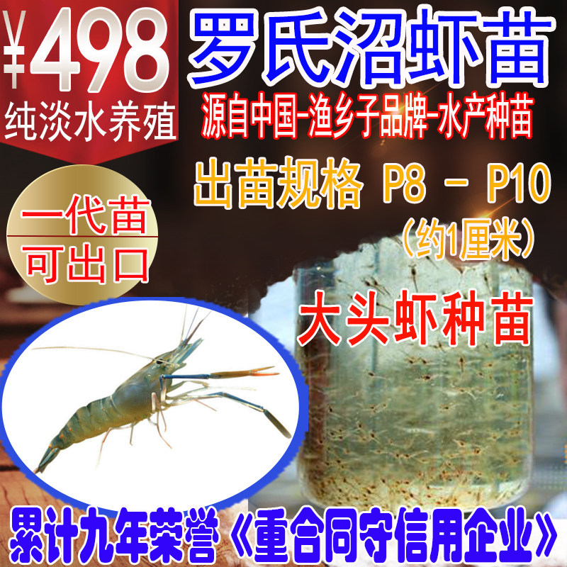罗氏沼虾苗  河虾虾苗 沼虾苗 淡水长臂大头虾苗淡水虾苗10万起订