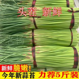 2026年河南露天新鲜蒜苔5斤农家新鲜蔬菜蒜薹蒜苗蒜毫现摘现发3斤