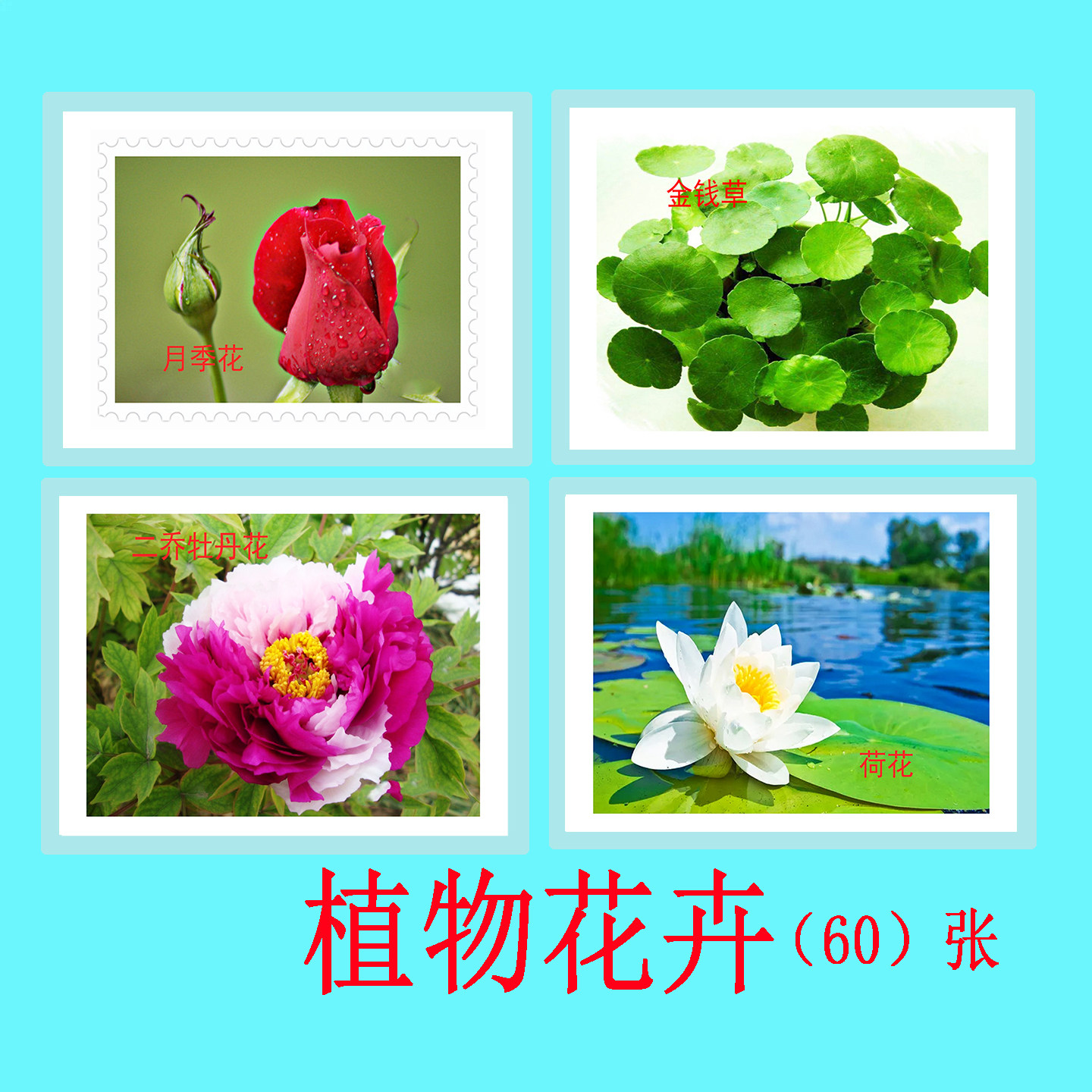 学龄前儿童植物花卉认知有图识字名词卡 ABA训练卡 实操教具教材