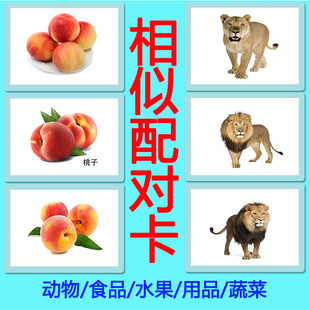 儿童学习卡认知卡对比 相似配对 找共同点  物品认知卡片 ABA训练