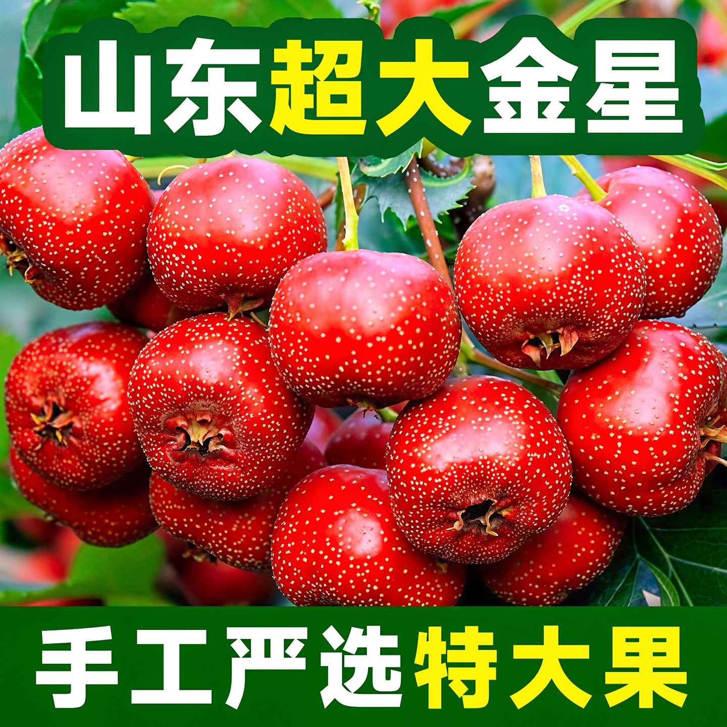 2026年山东大金星山楂冰糖葫芦用