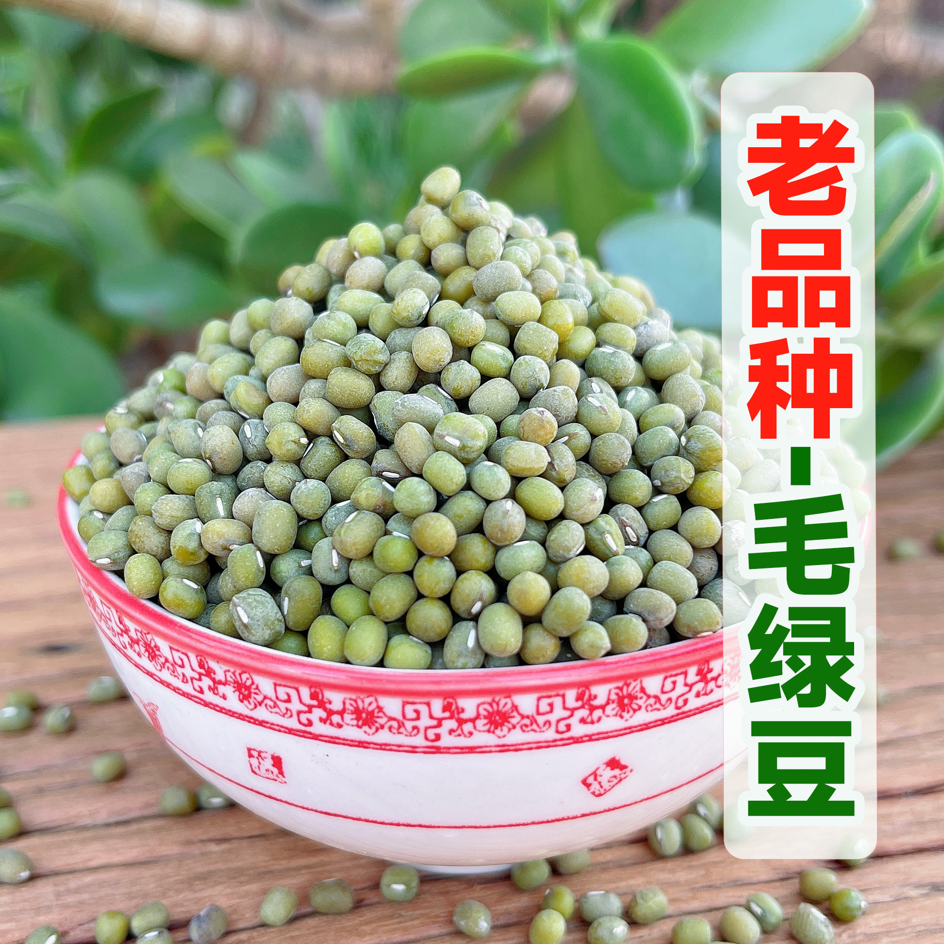 2025年山东老品种毛绿豆易出沙