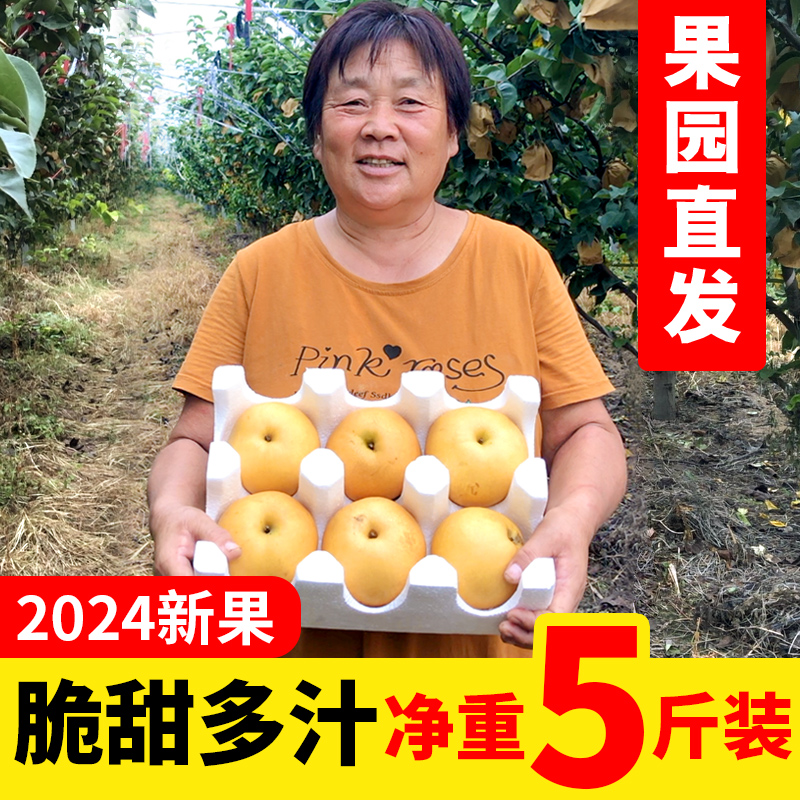 正宗冰糖雪梨 产地直供 品质保证