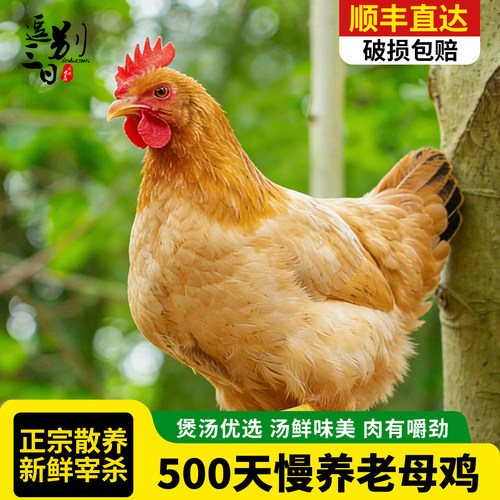 顺丰包邮正宗现杀大个老母鸡4只