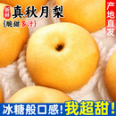 正宗秋月梨5斤梨子大果冰糖雪梨当季 现摘新鲜水果蜜梨整箱3斤