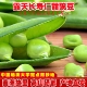 露天长寿仁豌豆青豆角长寿豆粒现摘农家蔬菜水果甜豆荚嫩当季 新鲜