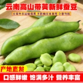 现摘发货新鲜蚕豆云南农家带壳蚕豆嫩罗汉兰花胡豆荚蔬菜整箱 包邮