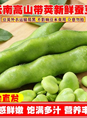 现摘发货新鲜蚕豆云南农家带壳蚕豆嫩罗汉兰花胡豆荚蔬菜整箱包邮