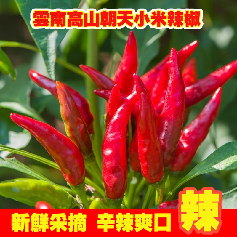 云南小米辣椒新鲜现摘朝天椒特辣超辣薄皮土红辣椒指天椒5斤3