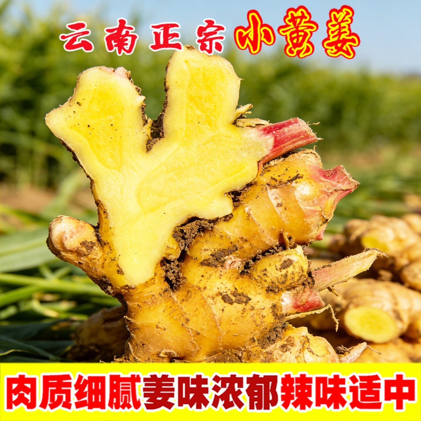 云南小黄姜新鲜生姜老姜农家现挖高山沙姜月子姜当地蔬菜带泥发货