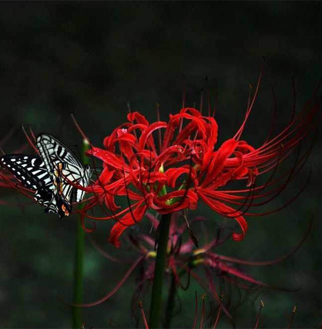 彼岸花香水 原创淡香水edp特调香调东方花木香引魂香香精古风香料
