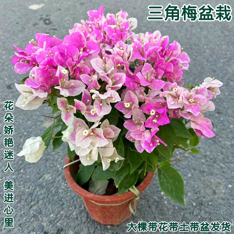 三角梅盆栽带花绿樱大苗红樱云南紫耐寒爬藤植物簕杜鹃花好养四季