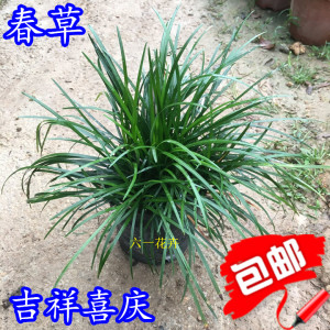 包邮春草盆栽春草苗台湾兰潮汕喜庆花草头香苗麦冬草长命草抹仔草