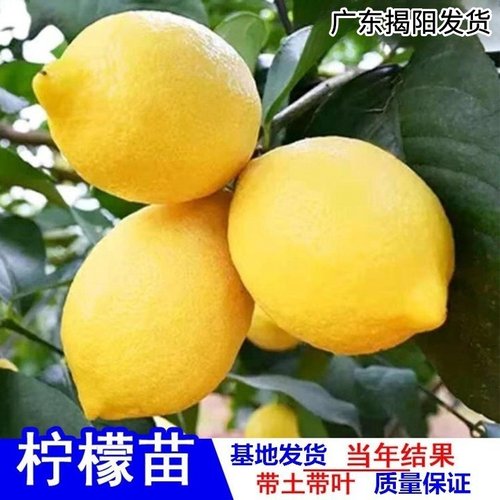 柠檬苗盆栽果苗树苗阳台种植庭院