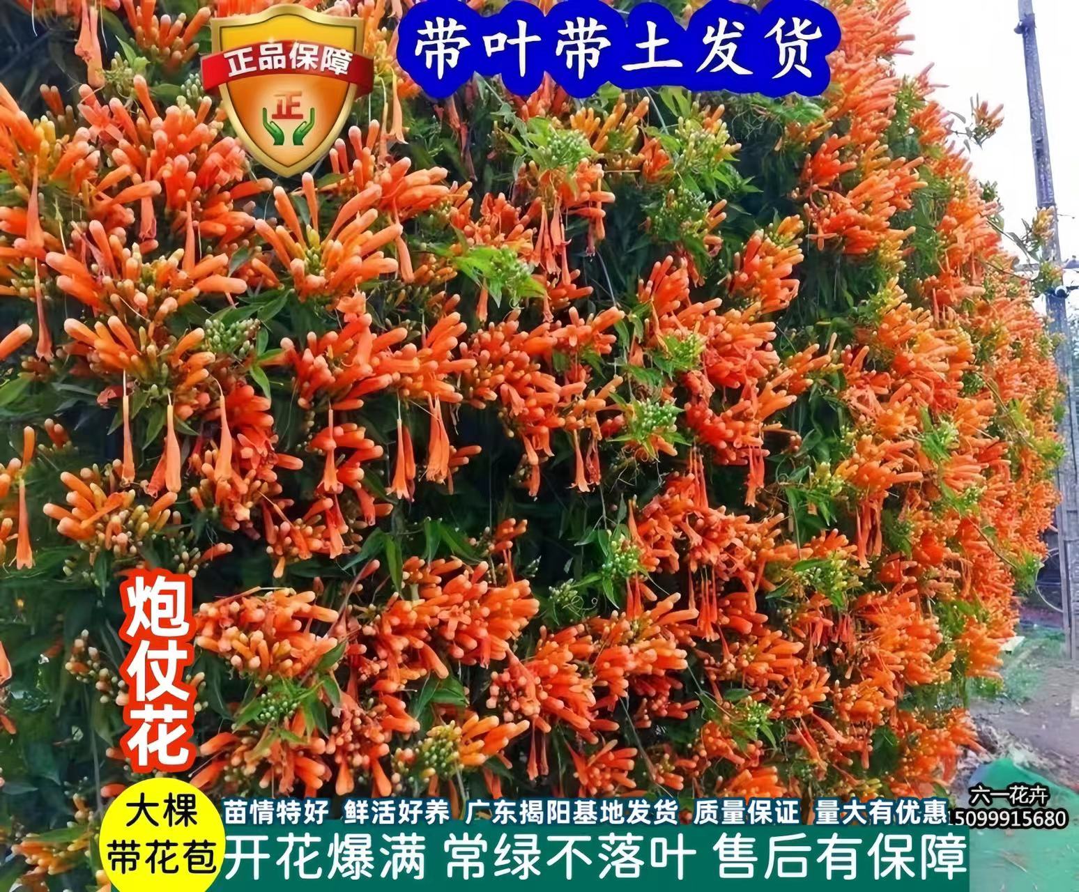 炮仗花苗围墙爬藤植物鞭炮花四季