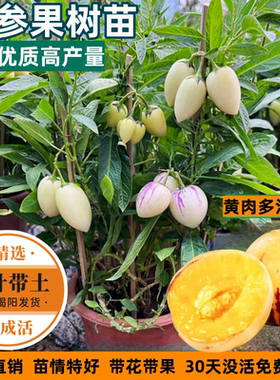 包活人参果树苗长寿果苗带果发货