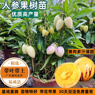 当年结果人参果盆栽四季人生果树苗仙桃苗食用长寿果苗正宗水果苗