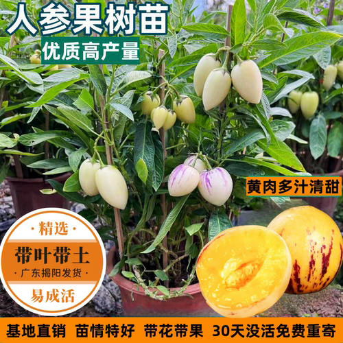 包活人参果树苗长寿果苗带果发货